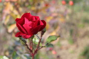 red rose in the garden