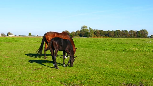 young foal is and mother horse