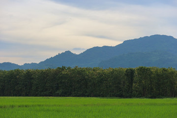 Fototapeta na wymiar natural view of green rice farm with countryside mountain sky background.