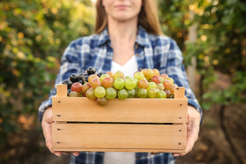 Obraz premium Woman holding crate with fresh ripe juicy grapes in vineyard