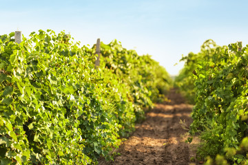 Fototapeta na wymiar View of vineyard rows with fresh grapes on sunny day