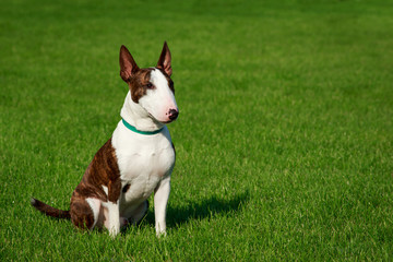 Dog breed Bull Terrier
