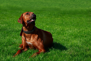 Dog breed Rhodesian Ridgeback