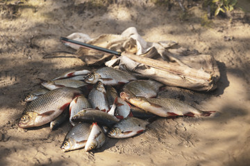 Fishing tackle and fish caught on them. Tenkara.