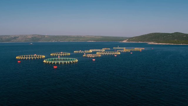 Aerial - Raising above fish farm pools with circular cages in the Adriatic Sea