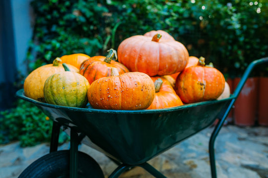 Harvest of pumpkins in a wheelbarrow