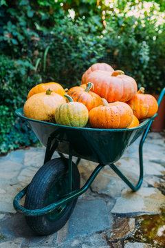Harvest of pumpkins in a wheelbarrow