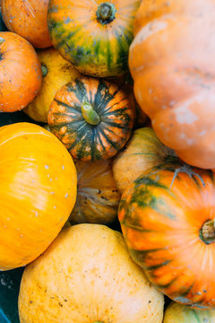 Harvest of pumpkins