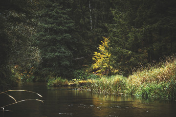 Autumn. Picturesque trees by the river.