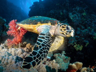 Obraz premium Schildkröte im Roten Meer