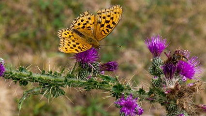 Butterfly seen on Somaniezo walk