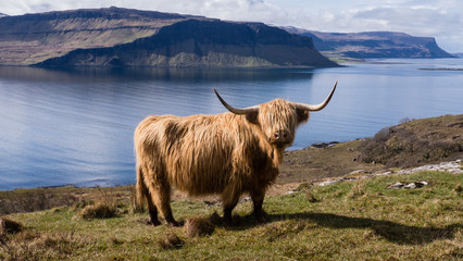 Vache Highland, île de Mull. Highlands, Ecosse