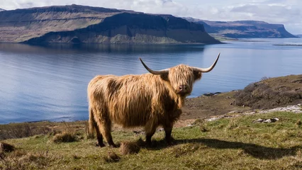 Photo sur Aluminium brossé Highlander écossais Vache Highland, île de Mull. Highlands, Ecosse