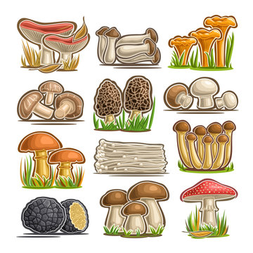 Vector set of eatable Mushrooms, 12 cut out assorted abstract raw fungus for healthy nutrition, collection of isolated various cartoon mushrooms for design label on packaging of frozen food on white.