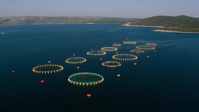 Aerial - Panoramic view of a fish farm in the Adriatic Sea with circular cages