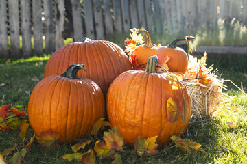 Pumpkins in the grass with a small hay stack ready for Halloween