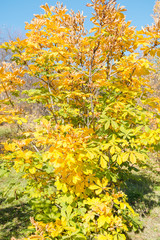 Yellow chestnut leaves on a bush. Bright golden leaves