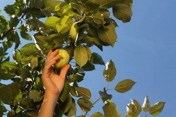 The hand of a white woman pluck a green apple from a branch with green leaves against a blue sky.