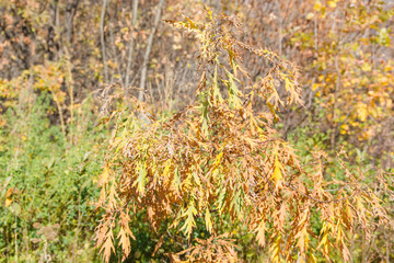 Yellow maple leaves. The leaves are hanging on a tree of golden color.