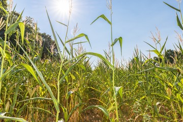 Blauer Himmel und Sonne &uuml;ber einem Maisfeld im Sommer, Deutschland