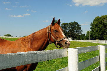 Thoroughbred looking over fence