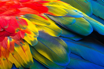 Close up of Scarlet macaw bird's feathers, exotic nature background and texture. - obrazy, fototapety, plakaty