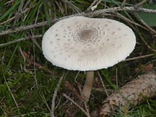 parasol mushroom in the forest 