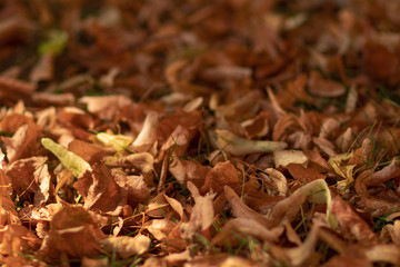 Yellow leaves lie on the ground