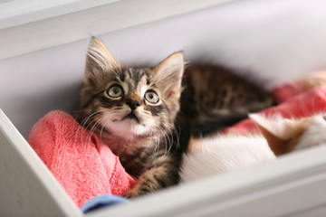 Cute little kittens in open drawer with towels