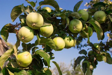 Яблоня в саду