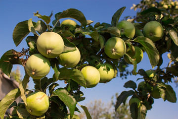 Яблоня в саду