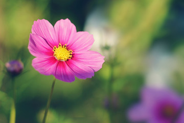 Obraz premium Cosmos flower in the garden