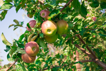 Яблоня в саду