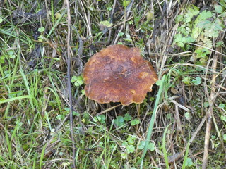 mushroom in the forest of the mountains