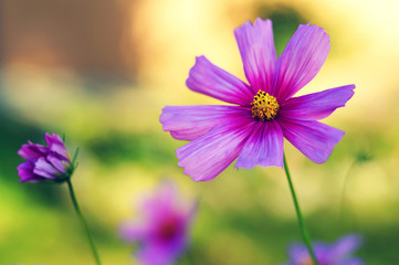 Fototapeta premium Pink cosmos flowers in the garden. Autumn flowers