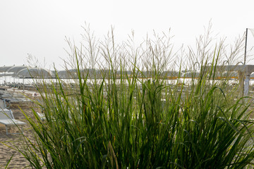 Vegetation on the beach