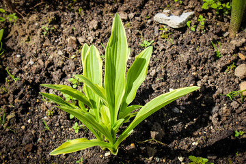 young plant in the garden