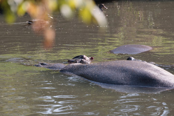 Fototapeta premium hippo submerged in the pond