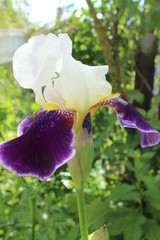 iris in the garden