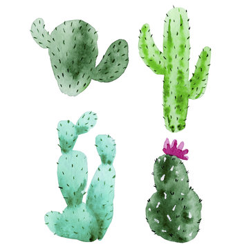 Set of watercolor cactus, succulent, isolated watercolor illustration on white Natural watercolor design elements, botanical collection. Design for wedding,greeting card,photos,blogs,wreaths,pattern.