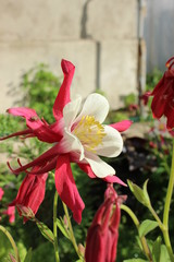 flowers in garden