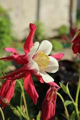Fototapeta na wymiar red flower in garden