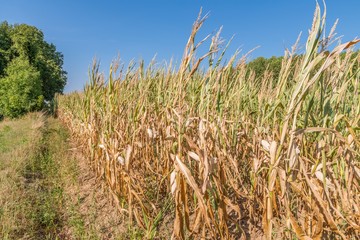 Vertrocknetes Maisfeld im Sommer, Deutschland