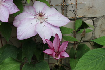 pink flowers on a black background