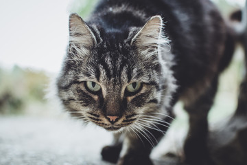 Gray cat with green eyes close-up