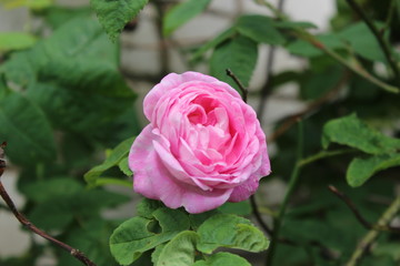 pink rose in garden