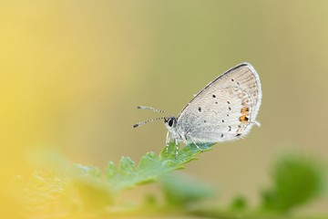 Beautiful nature scene with butterfly Short-tailed Blue (Cupido argiades).