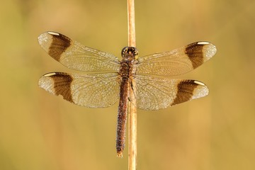 Beautiful nature scene with dragonfly Banded darter  (Sympetrum pedemontanum). Macro shot of...