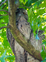Owl with big orange eyes watching from behind a tree branch