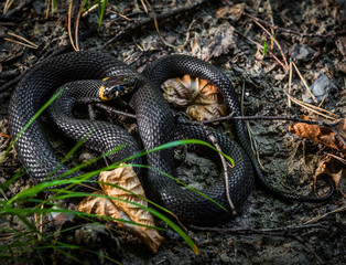 Non-poisonous snake, Natrix Natrix, grass snake.Close-up portrait.